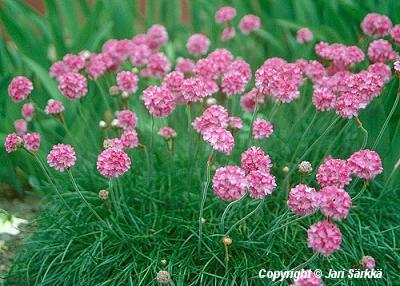  Armeria Maritima